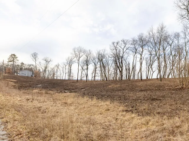 a view of large trees with a big yard