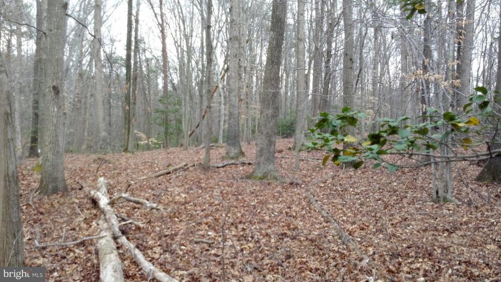 14803 South Springfield Road Brandywine, MD 20613 - Photo 1 of 11 Woodland