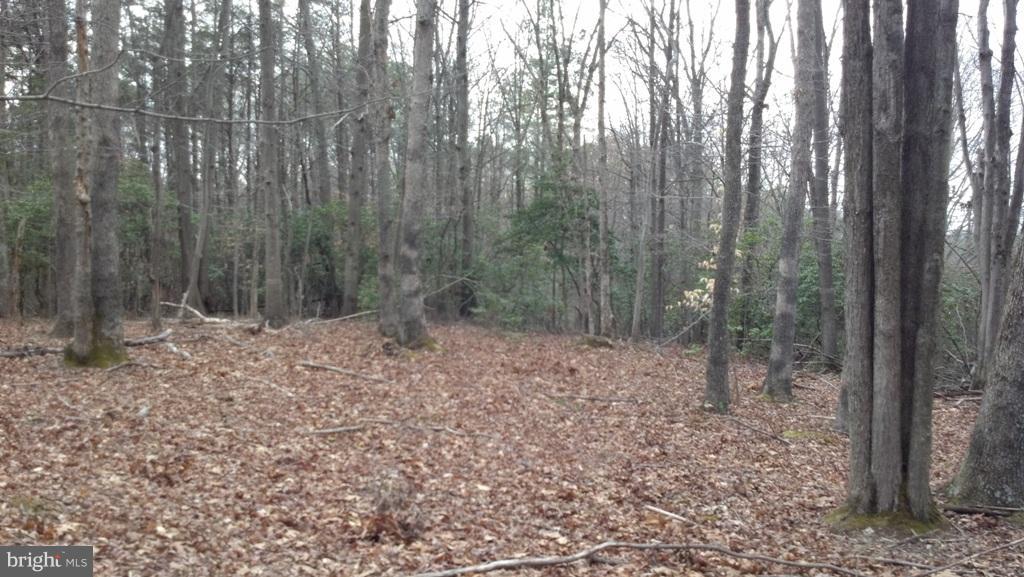 14803 South Springfield Road Brandywine, MD 20613 - Photo 3 of 11 Woodland