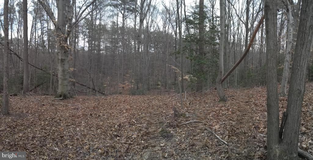 14803 South Springfield Road Brandywine, MD 20613 - Photo 4 of 11 Woodland