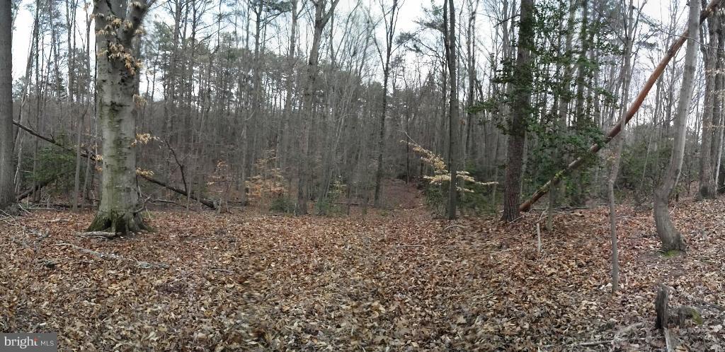 14803 South Springfield Road Brandywine, MD 20613 - Photo 5 of 11 Woodland