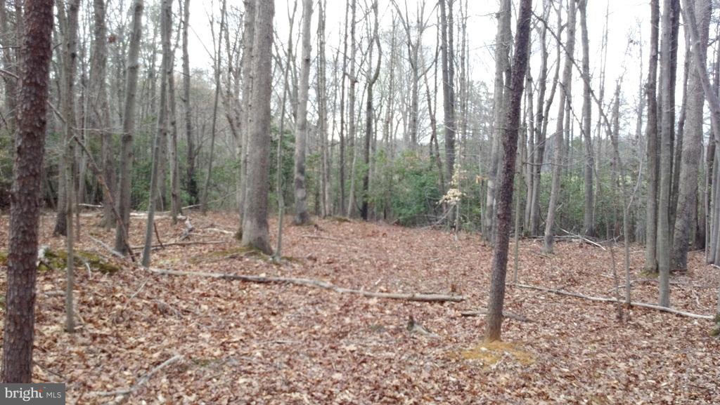 14803 South Springfield Road Brandywine, MD 20613 - Photo 6 of 11 Woodland
