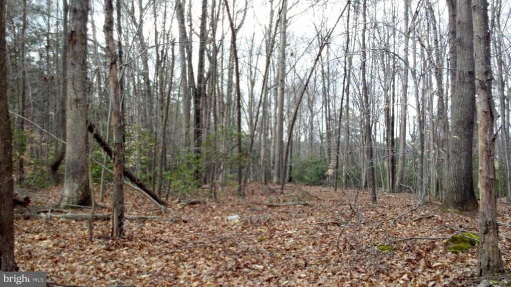 14803 South Springfield Road Brandywine, MD 20613 - Photo 7 of 11 Woodland