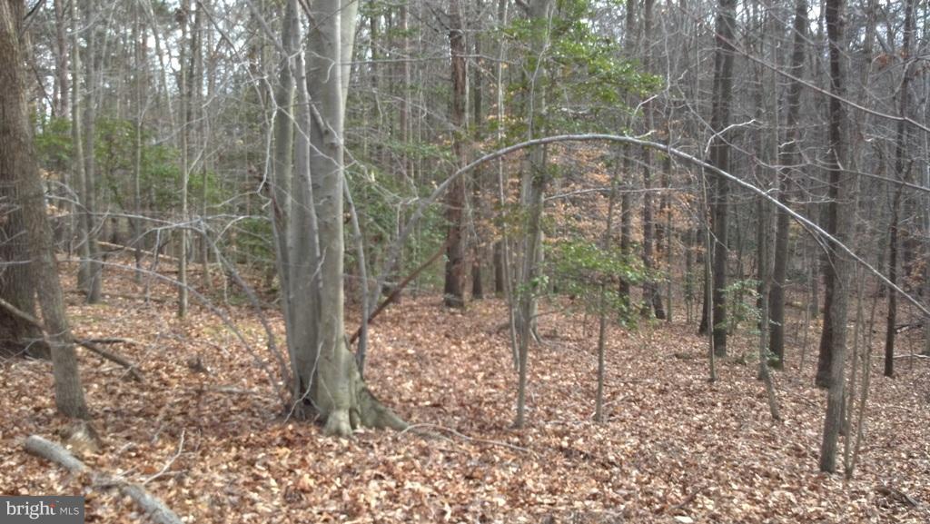 14803 South Springfield Road Brandywine, MD 20613 - Photo 8 of 11 Woodland