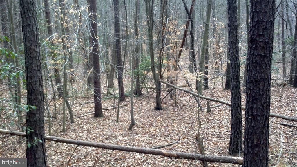14803 South Springfield Road Brandywine, MD 20613 - Photo 9 of 11 Woodland