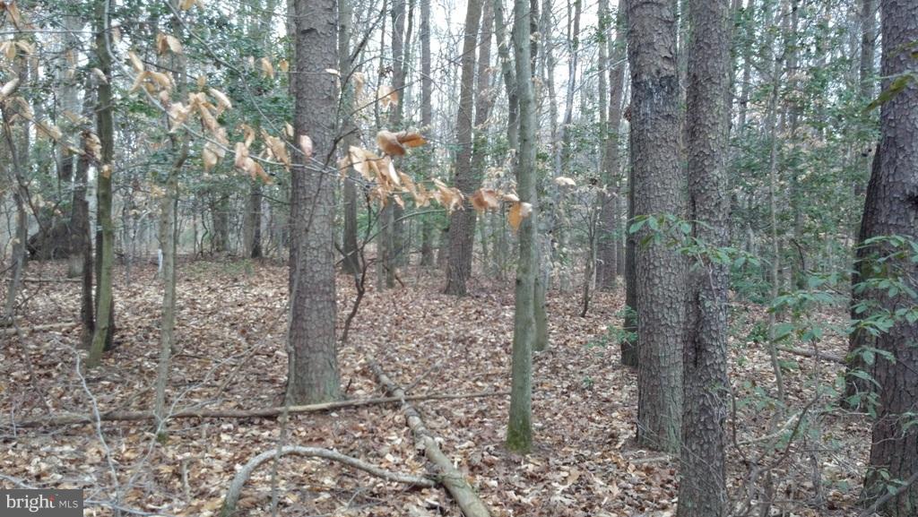 14803 South Springfield Road Brandywine, MD 20613 - Photo 10 of 11 Woodland