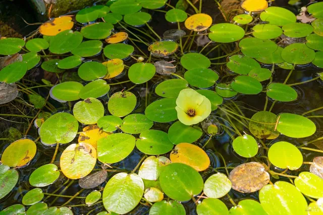 $2,500,000 | 1590 Sylvaner Avenue, St. Helena, CA 94574