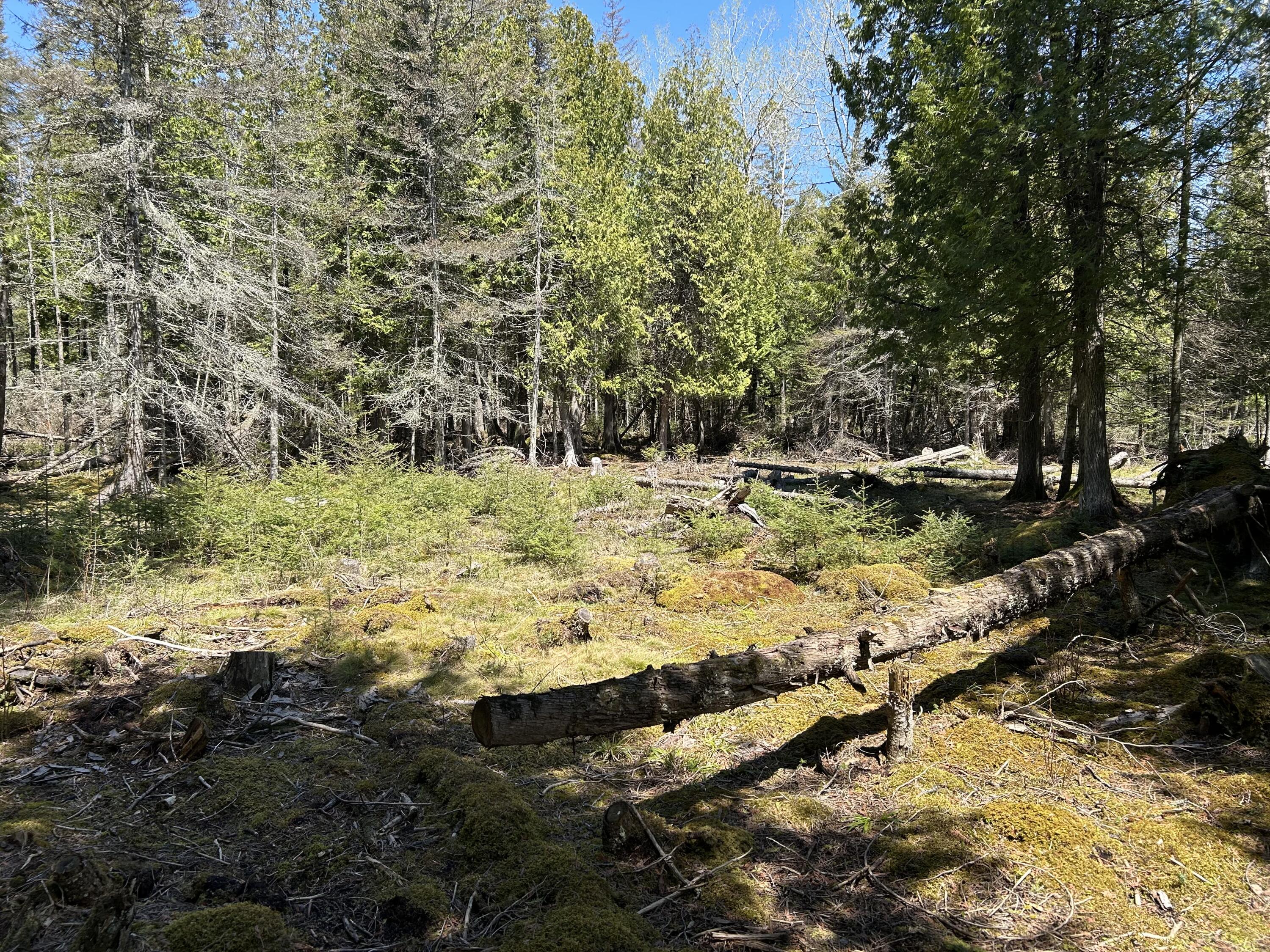 118 South Cream City Point Road Drummond Island, MI 49726 - Photo 11 of 31 IMG_1511