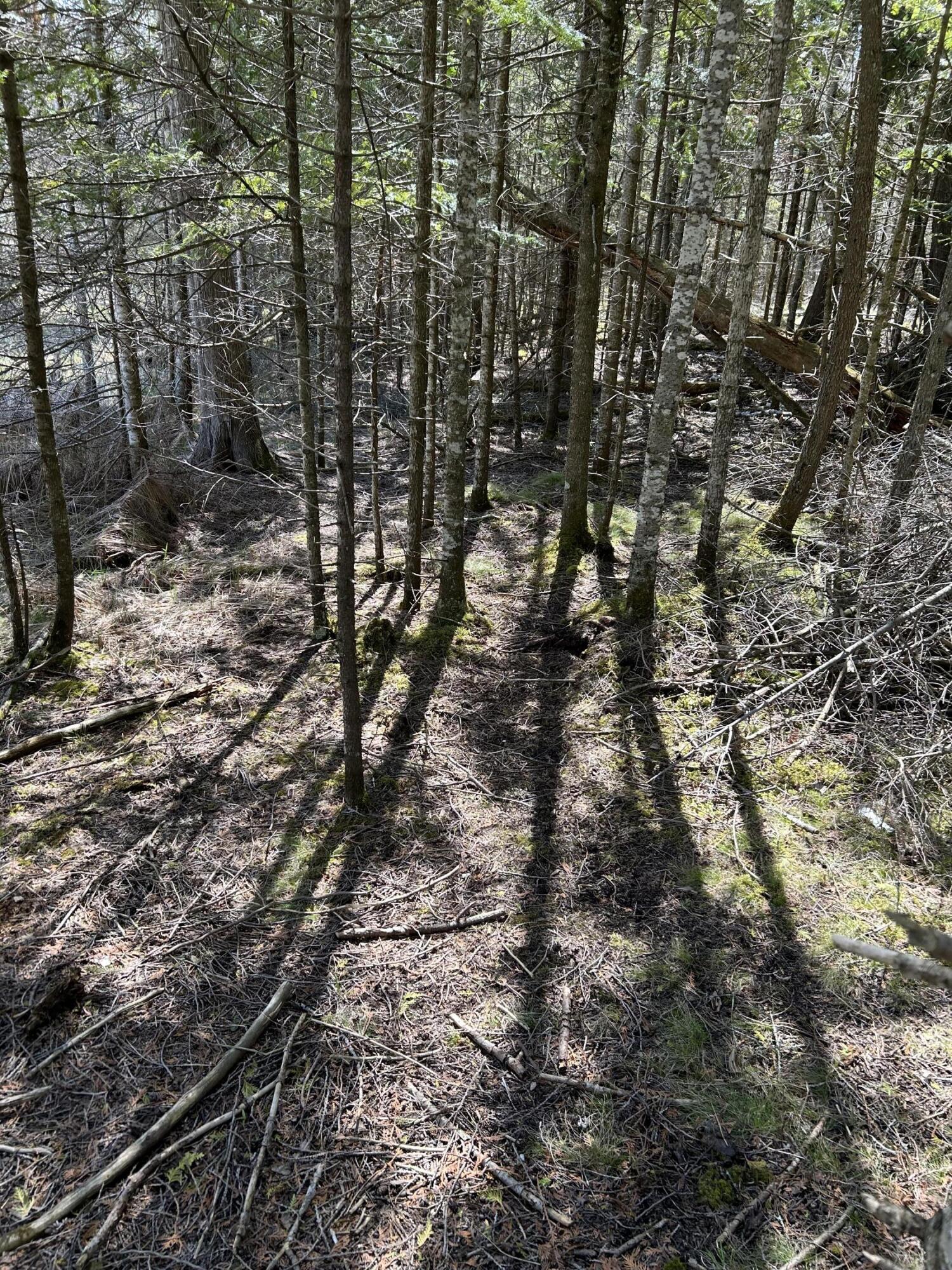 118 South Cream City Point Road Drummond Island, MI 49726 - Photo 27 of 31 IMG_1532