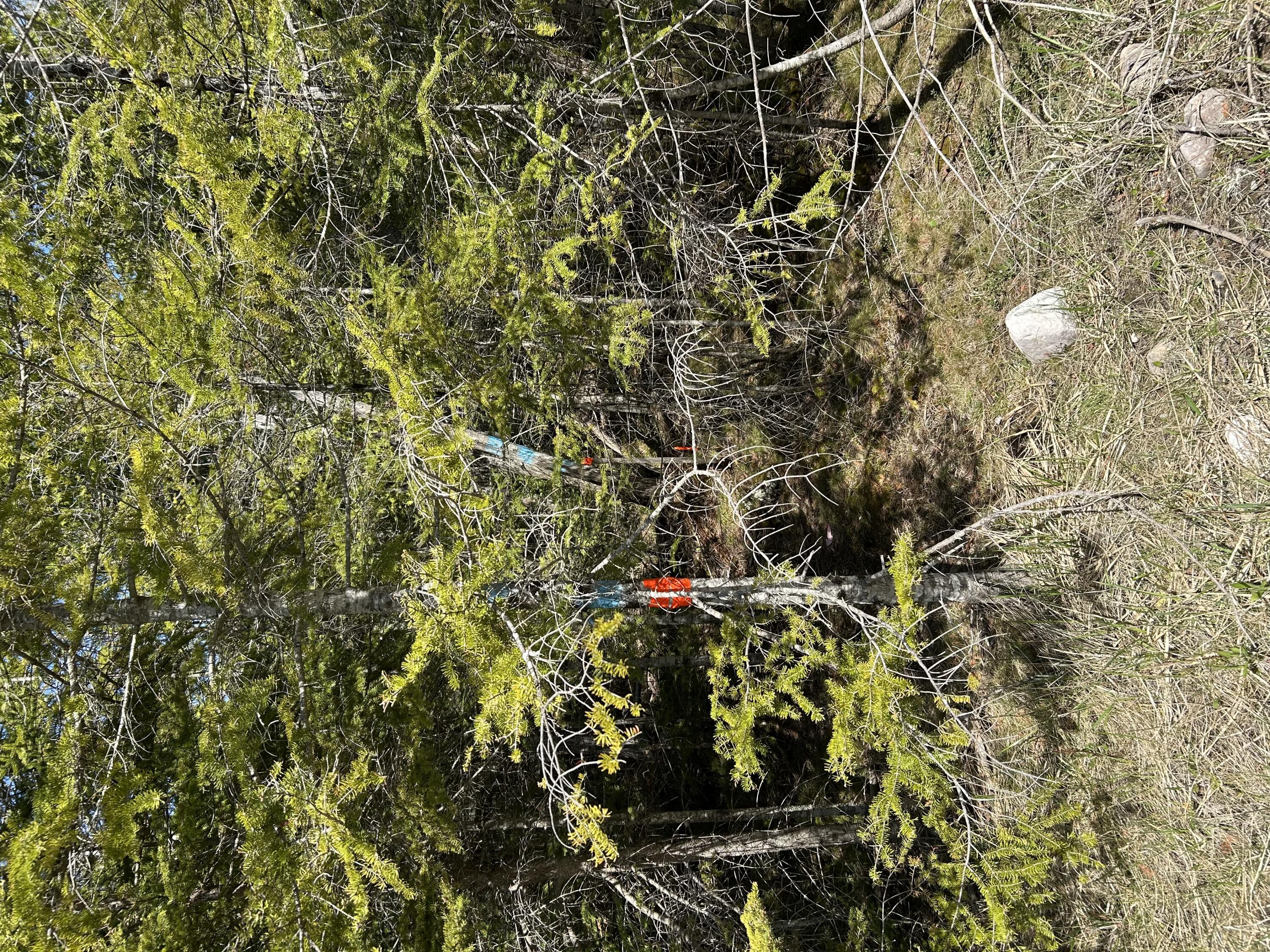 118 South Cream City Point Road Drummond Island, MI 49726 - Photo 28 of 31 IMG_1534