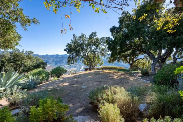 a view of a yard with plants and large trees