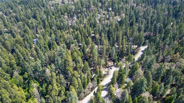 a view of a forest with a tree