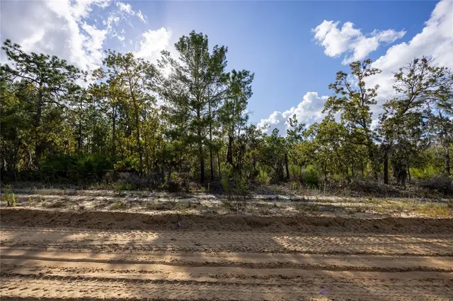 a view of a yard with large trees