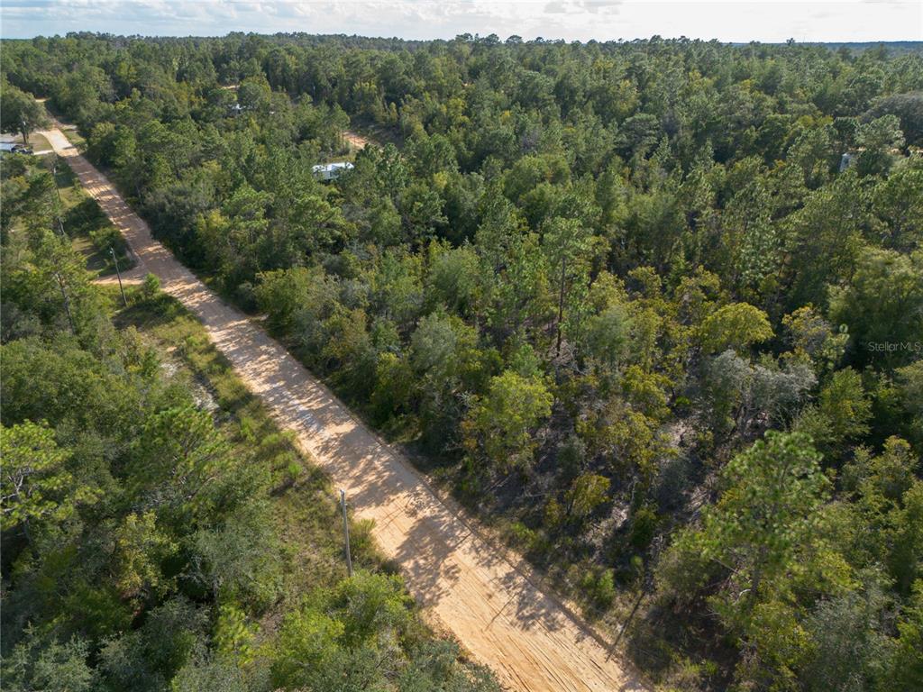 Tbd Grey Street East Interlachen, FL 32148 - Photo 8 of 22 a view of a forest with an trees