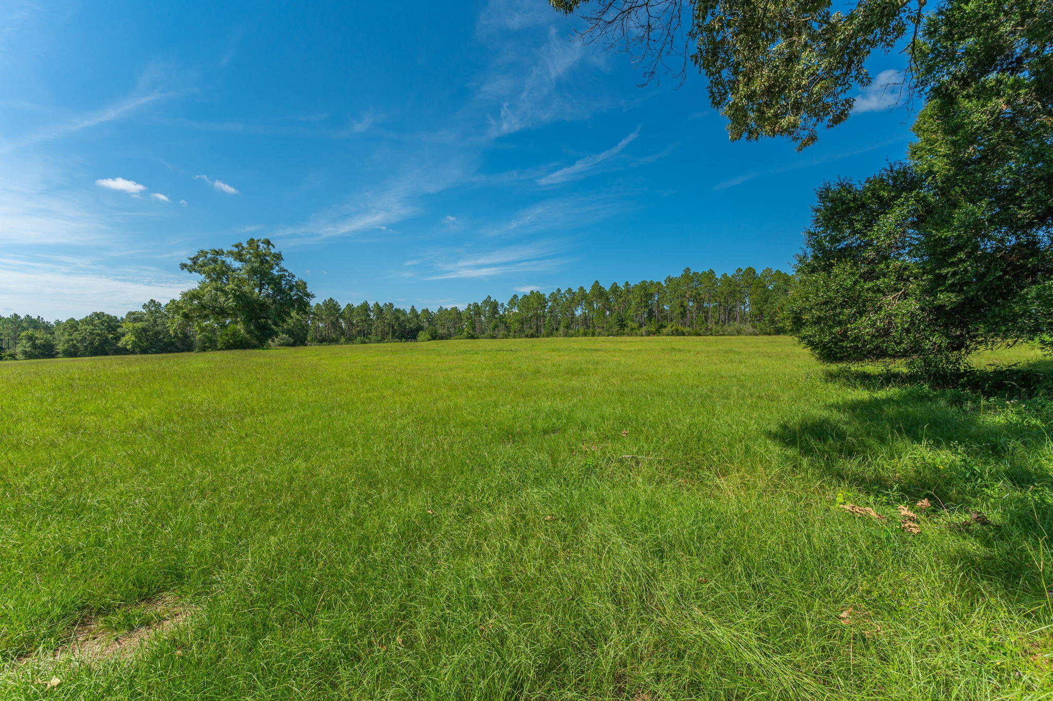 139-acres Yorkey Road Westville, FL 32464 - Photo 11 of 37 a view of yard with green space