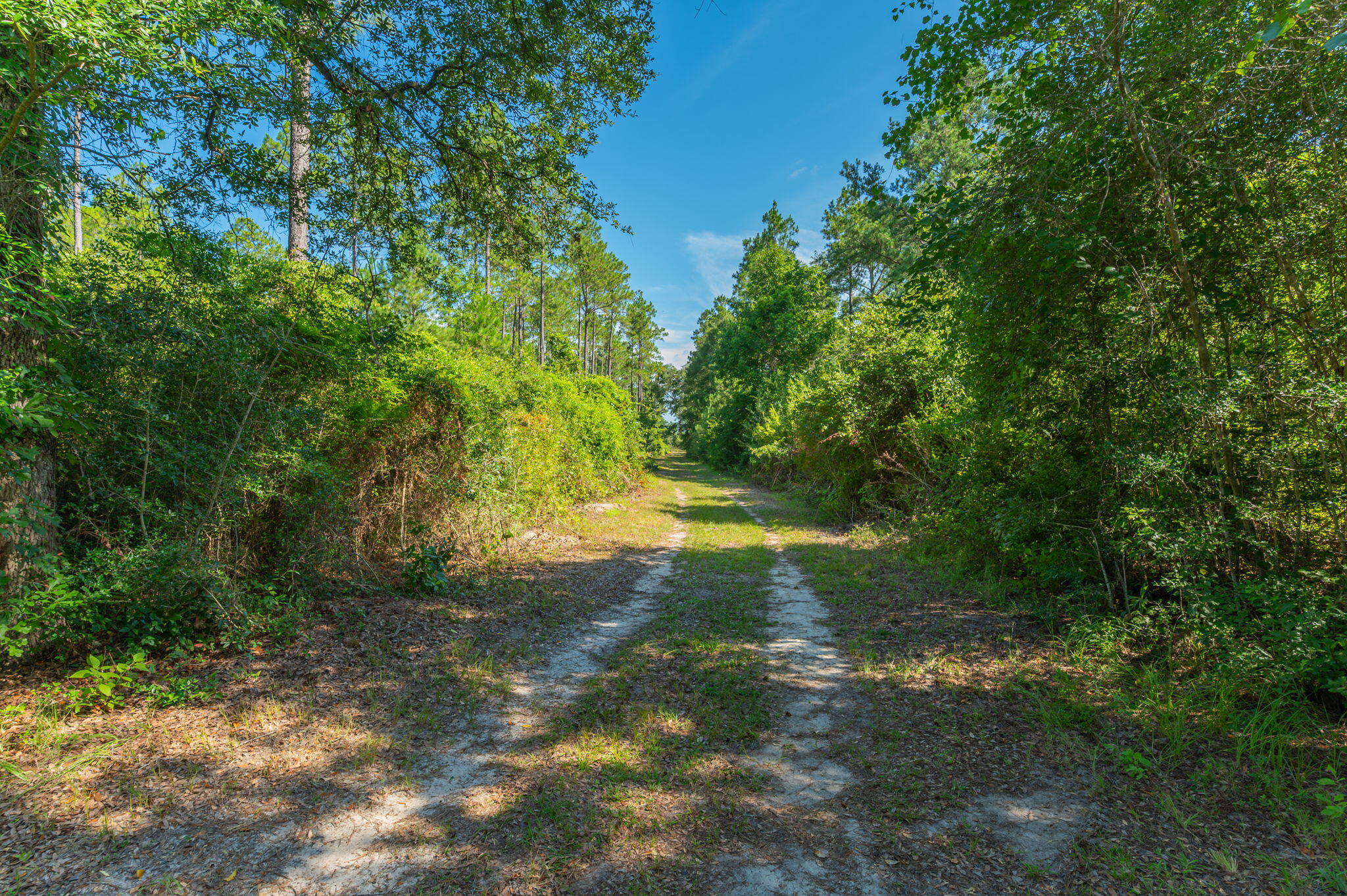 139-acres Yorkey Road Westville, FL 32464 - Photo 20 of 37 a view of yard with green space