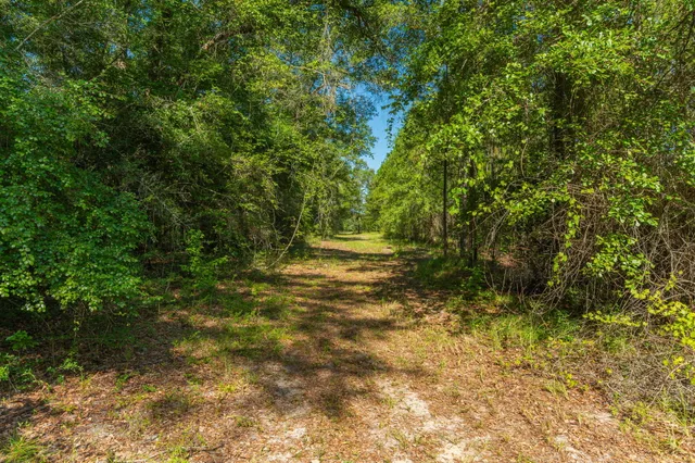 $800,000 | 139-acres Yorkey Road, Westville, FL 32464