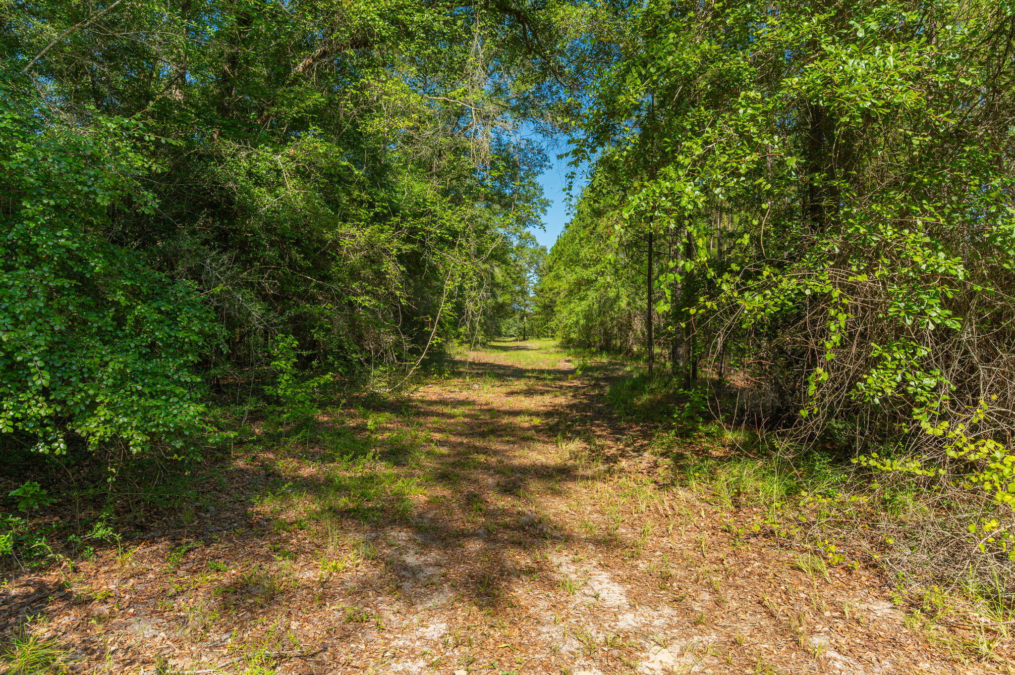 139-acres Yorkey Road Westville, FL 32464 - Photo 21 of 37 a view of outdoor space and yard
