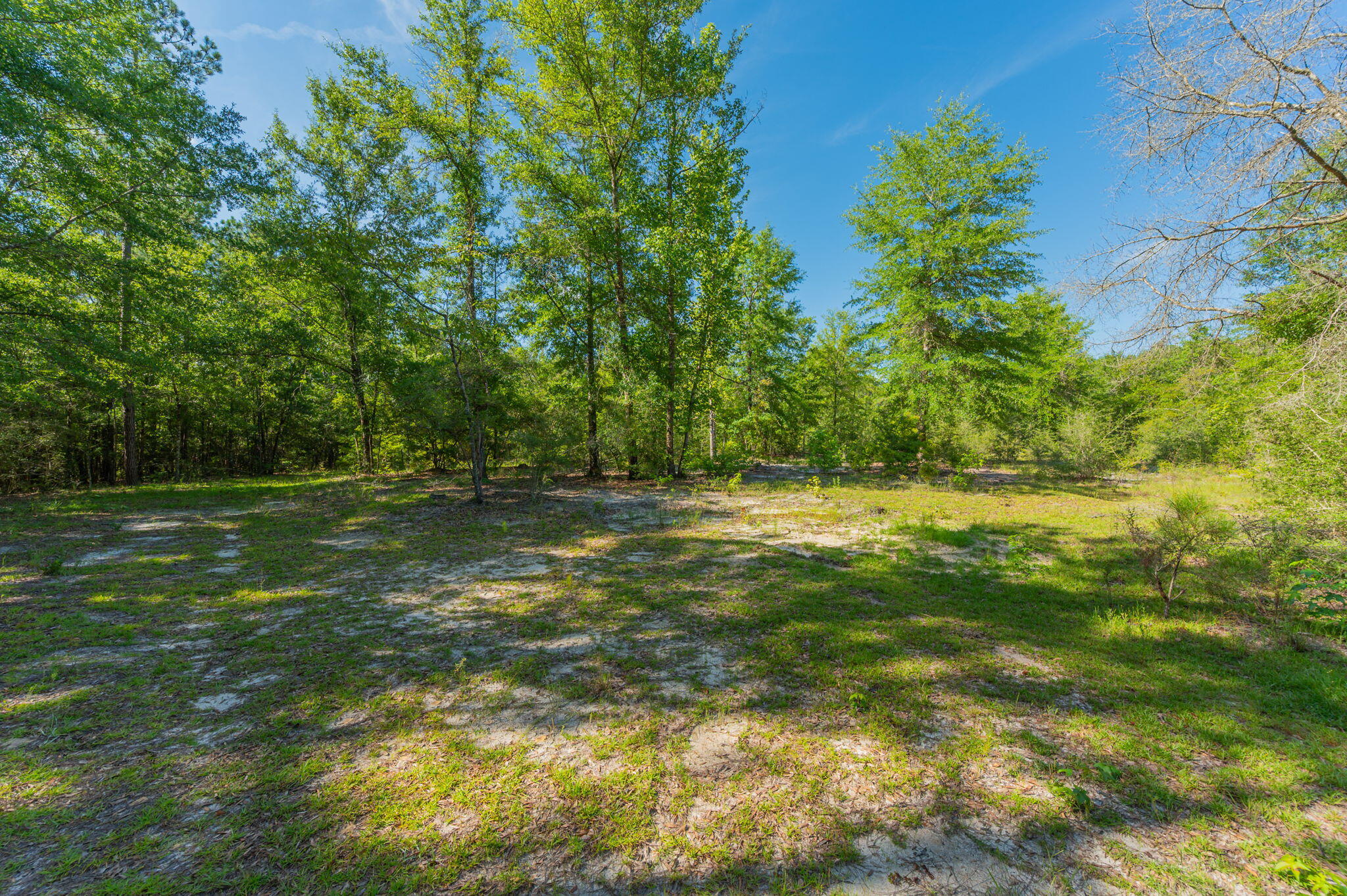 139-acres Yorkey Road Westville, FL 32464 - Photo 23 of 37 a view of outdoor space with deck and yard