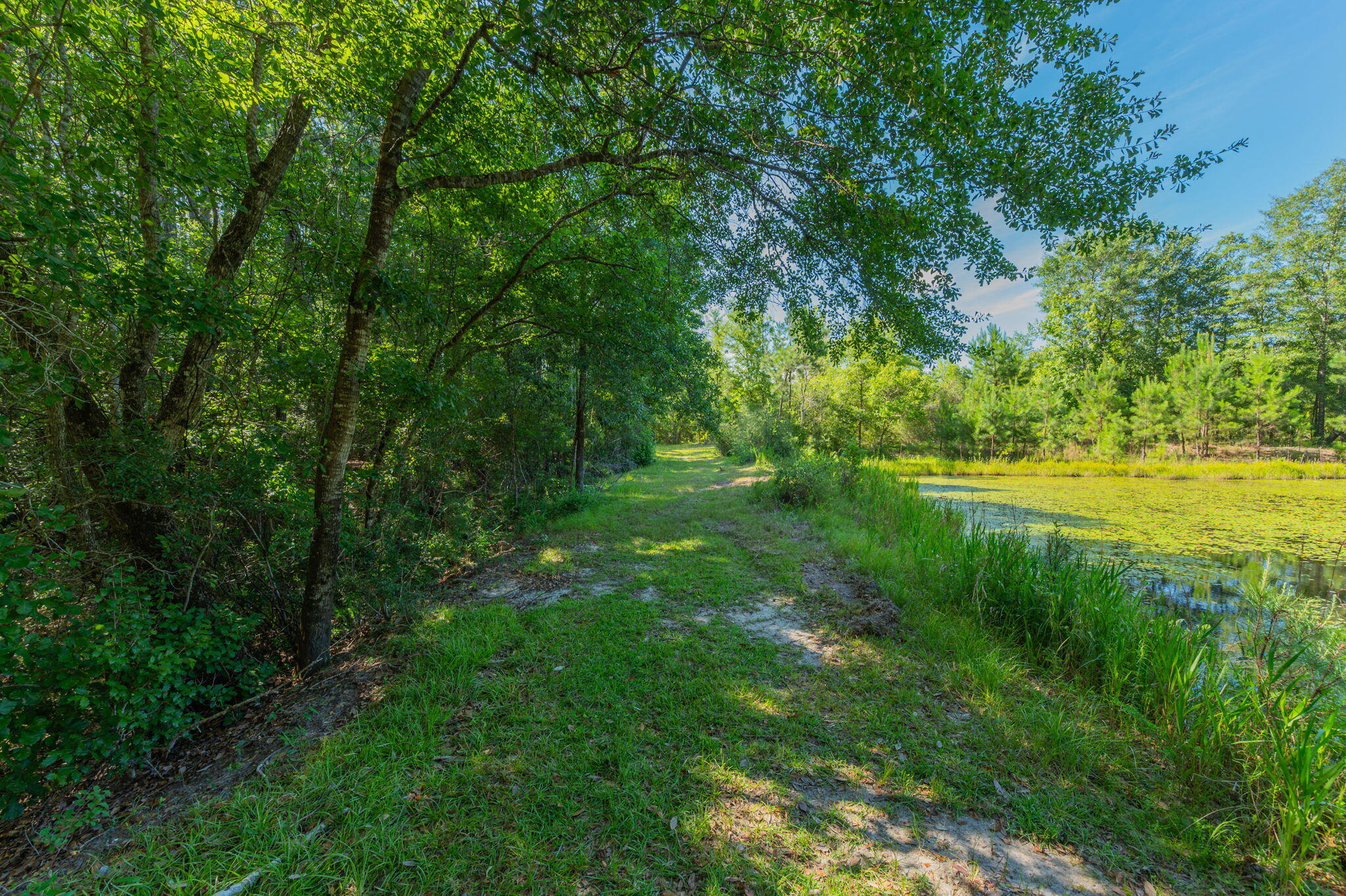139-acres Yorkey Road Westville, FL 32464 - Photo 25 of 37 a view of yard with green space