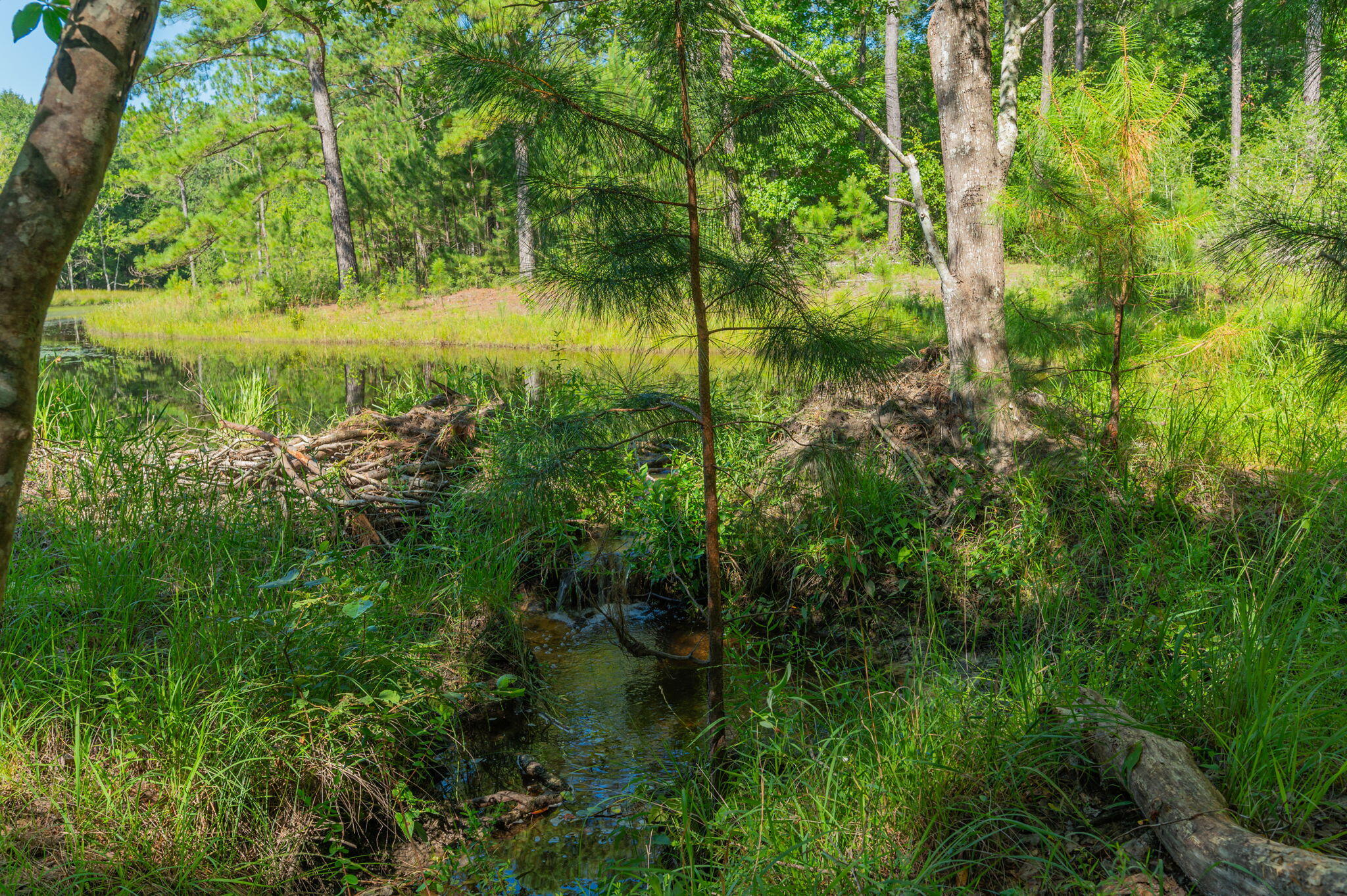 139-acres Yorkey Road Westville, FL 32464 - Photo 27 of 37 a view of a garden