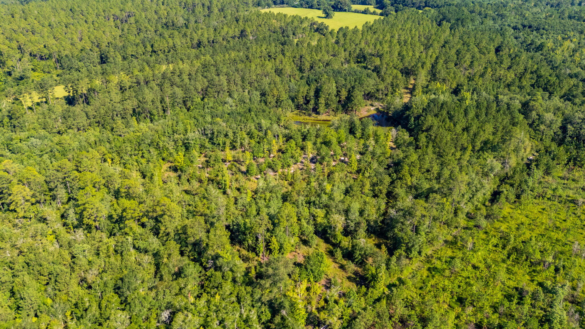 139-acres Yorkey Road Westville, FL 32464 - Photo 36 of 37 a view of a big yard with plants and large trees