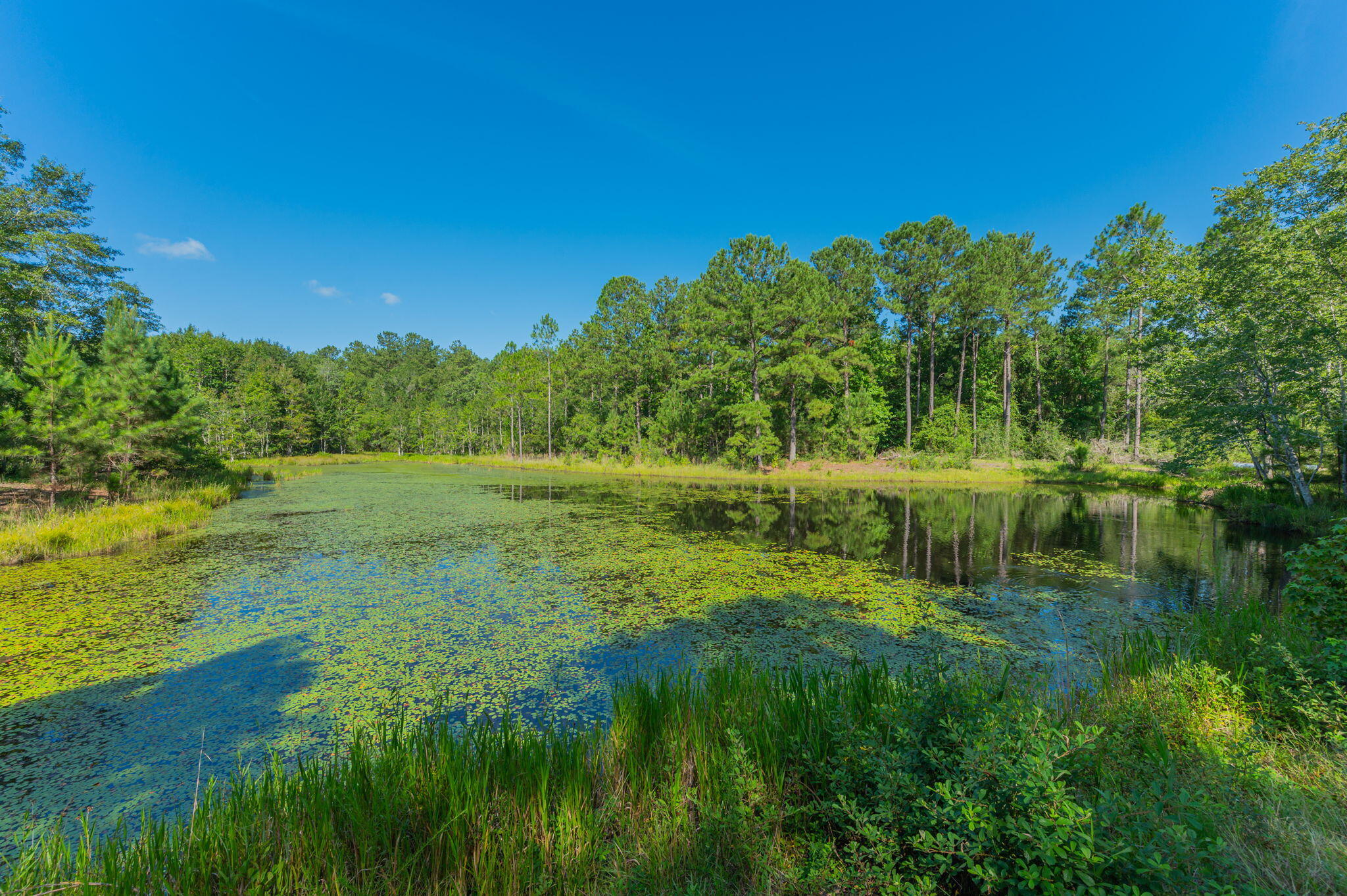 139-acres Yorkey Road Westville, FL 32464 - Photo 7 of 37 a view of a grassy area