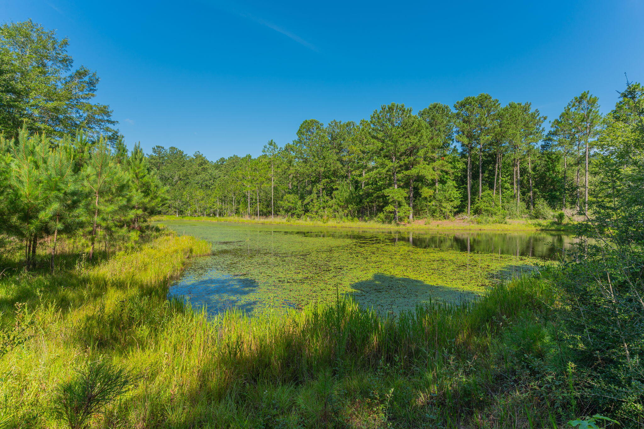 139-acres Yorkey Road Westville, FL 32464 - Photo 8 of 37 a view of a lush green space