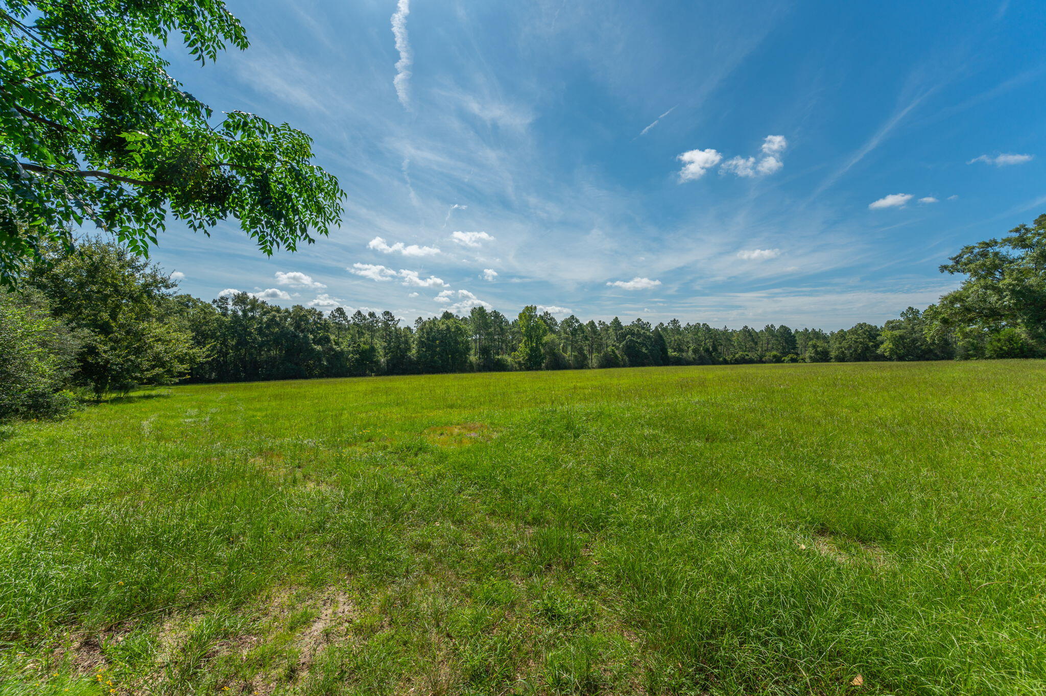 139-acres Yorkey Road Westville, FL 32464 - Photo 10 of 37 a view of a big yard with a large tree