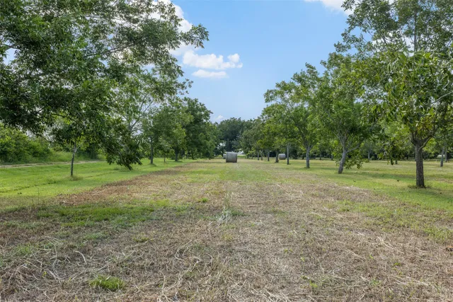 a view of a park with large trees