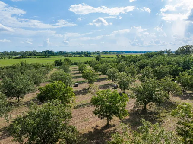 a view of a bunch of trees and bushes