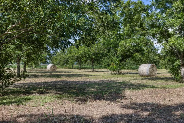 a view of a yard with large trees