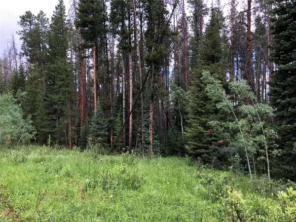 a view of a lush green forest with lots of trees