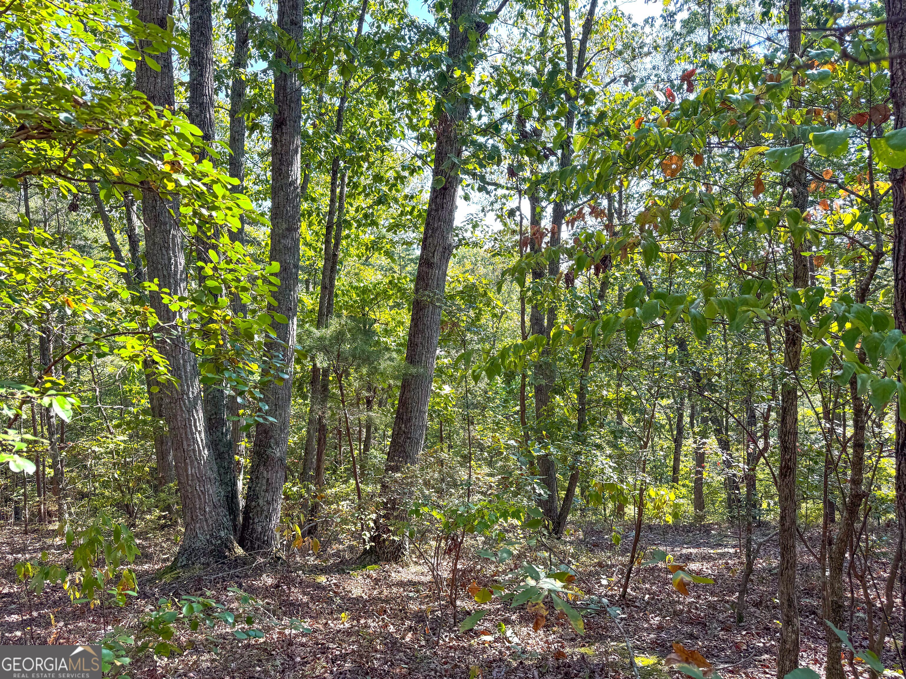 45 Acres On Rambling Road Fairmount, GA 30139 - Photo 12 of 24 a view of forest