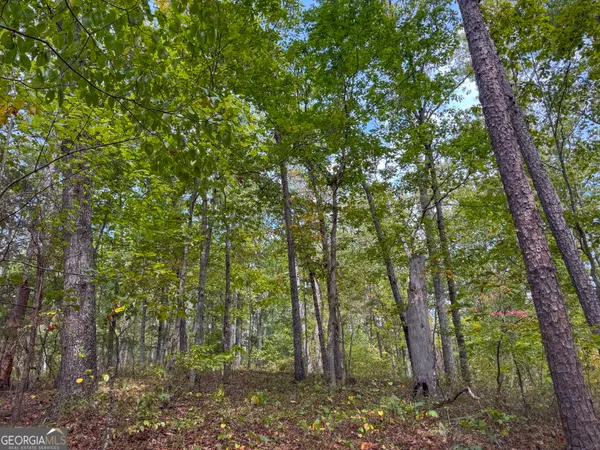 a view of a lush green forest with a mountain