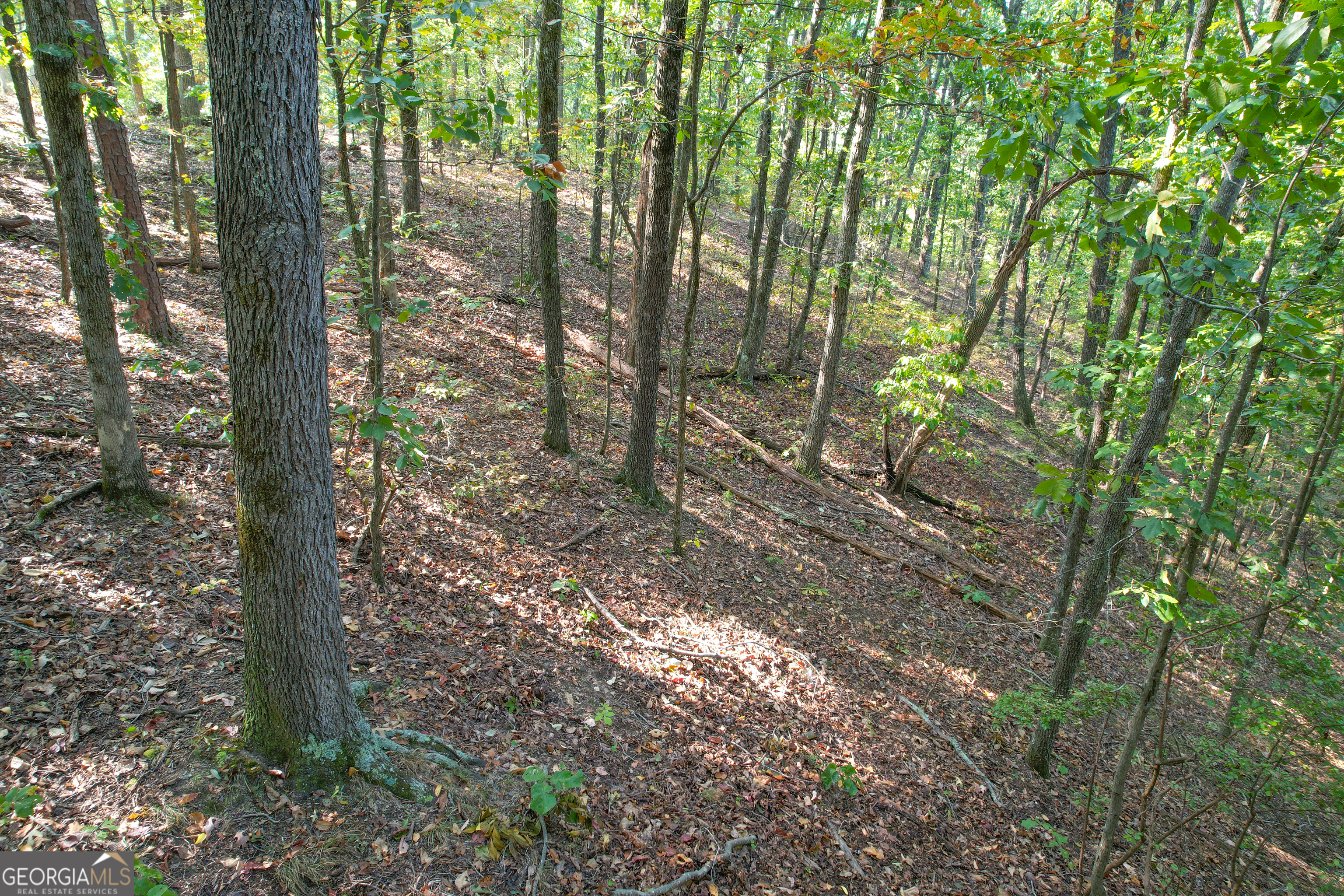 45 Acres On Rambling Road Fairmount, GA 30139 - Photo 19 of 24 a view of a forest with trees