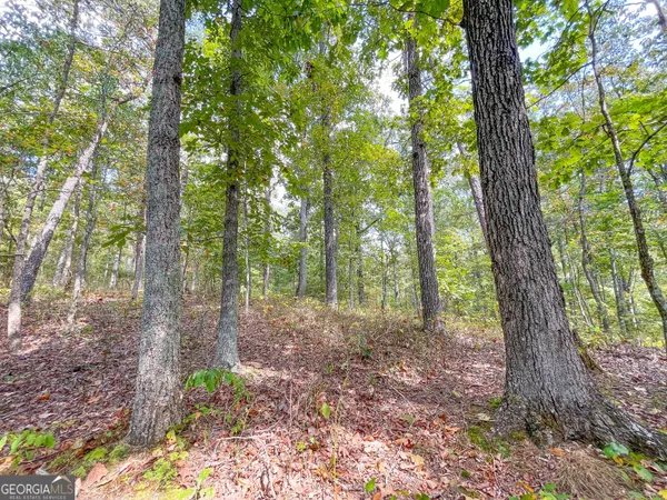 a view of a forest with trees