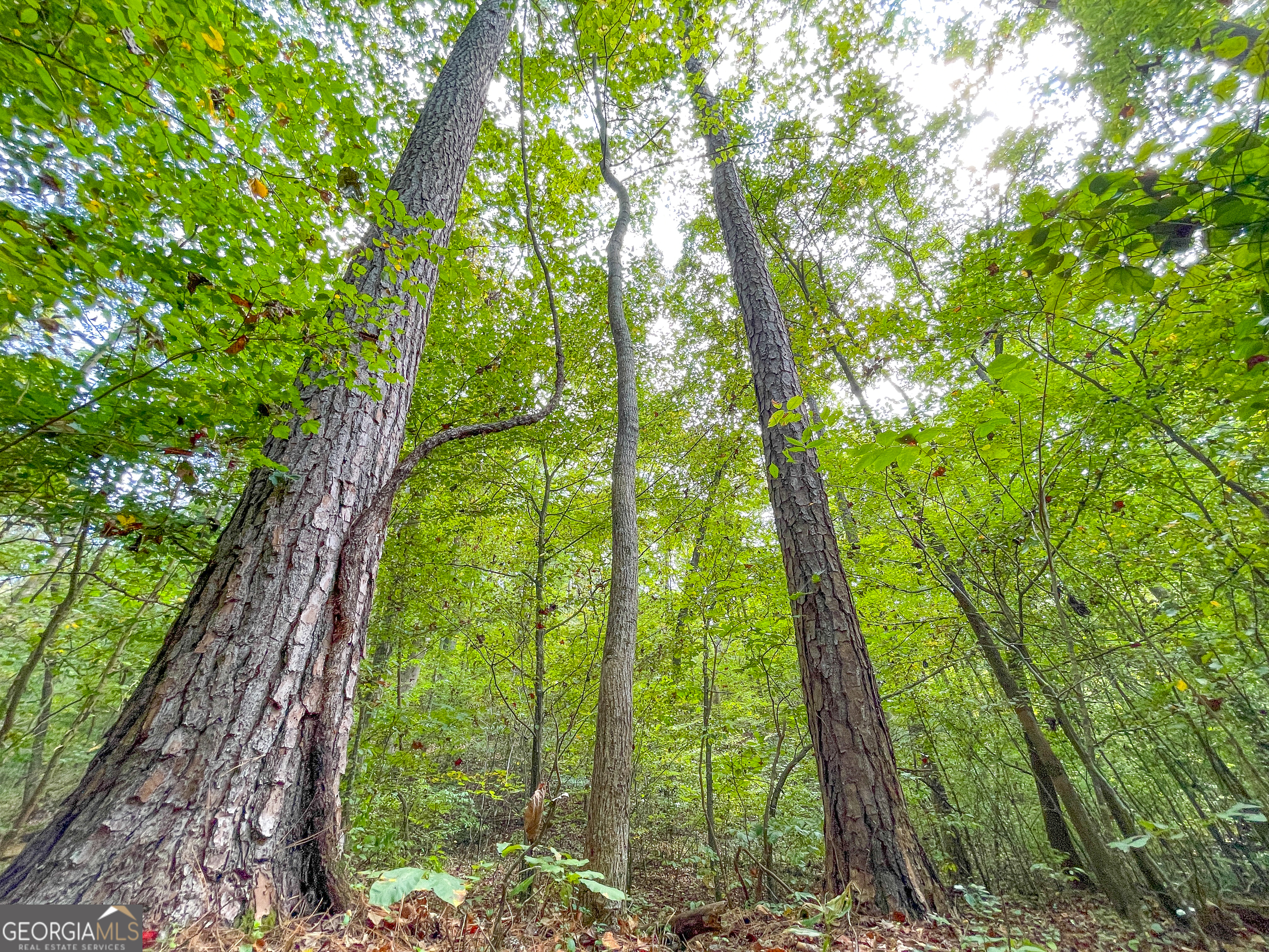 45 Acres On Rambling Road Fairmount, GA 30139 - Photo 9 of 24
