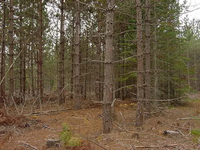 0 Flodin Road Manistique, MI 49854 - Photo 2 of 7 Gallery Image 2