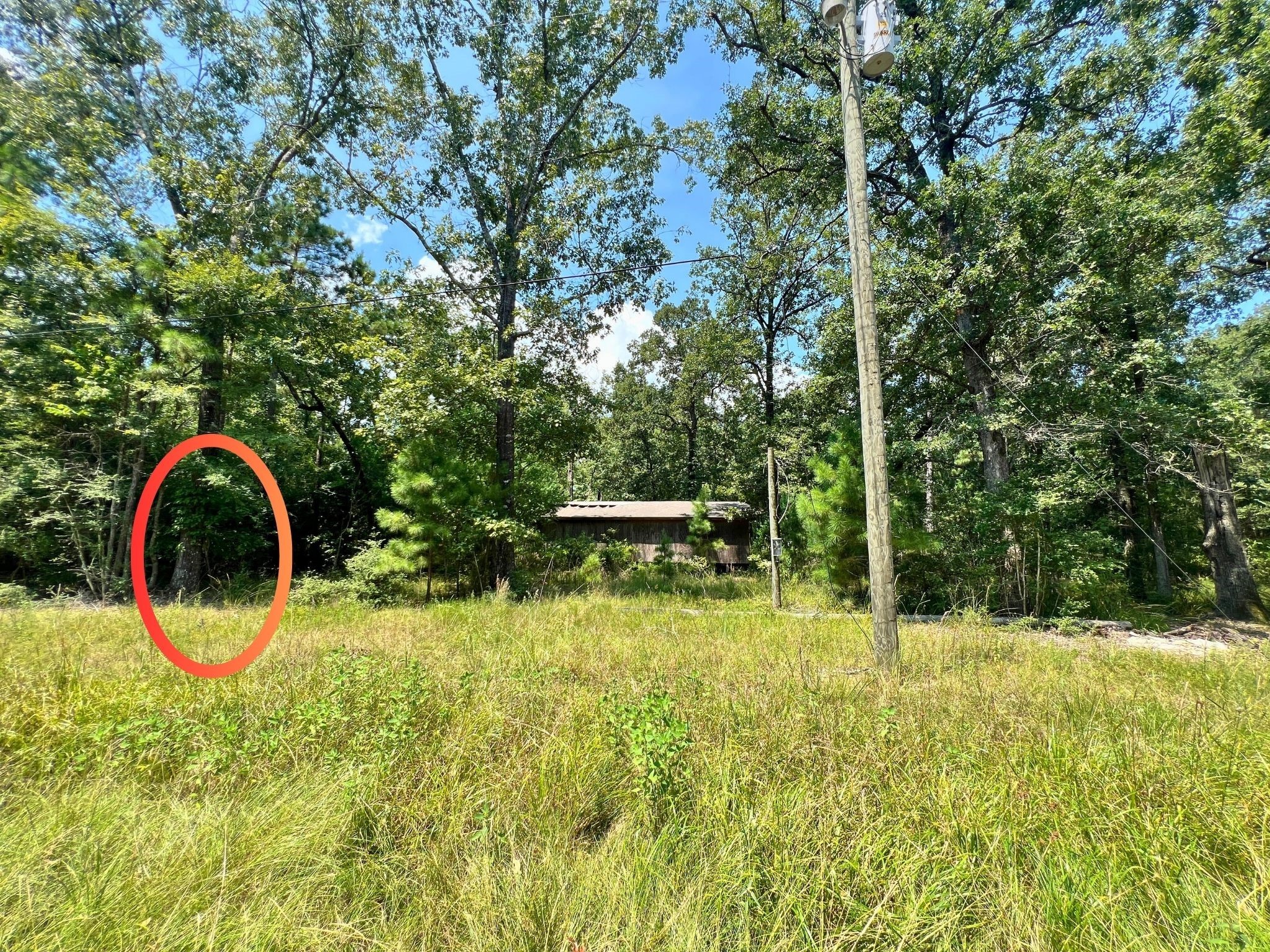 275 18th Street Trinity, TX 75862 - Photo 9 of 18 a backyard of a house with lots of green space