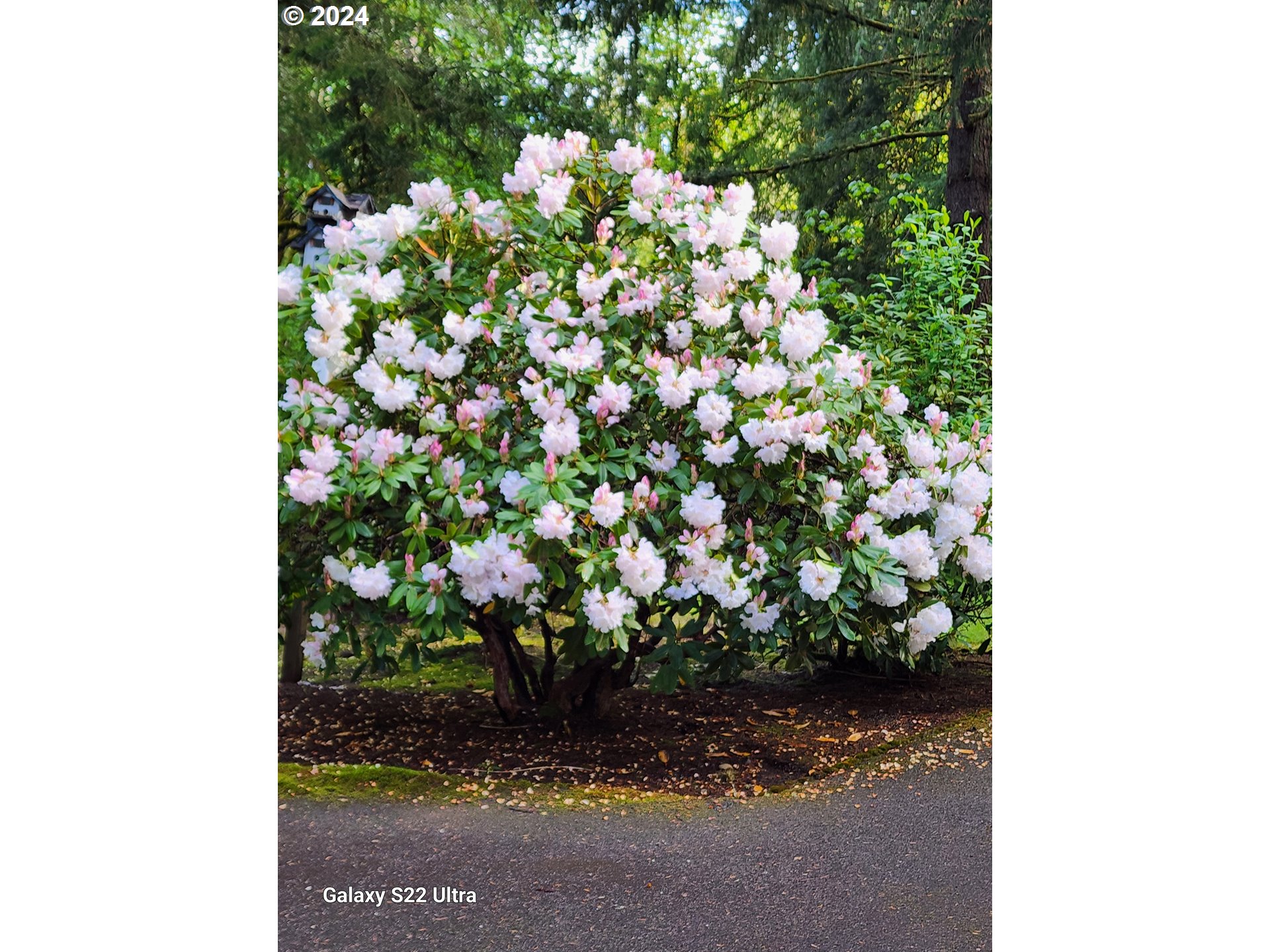 19216 South Neil Road Estacada, OR 97023 - Photo 25 of 33 a view of a tree in a yard