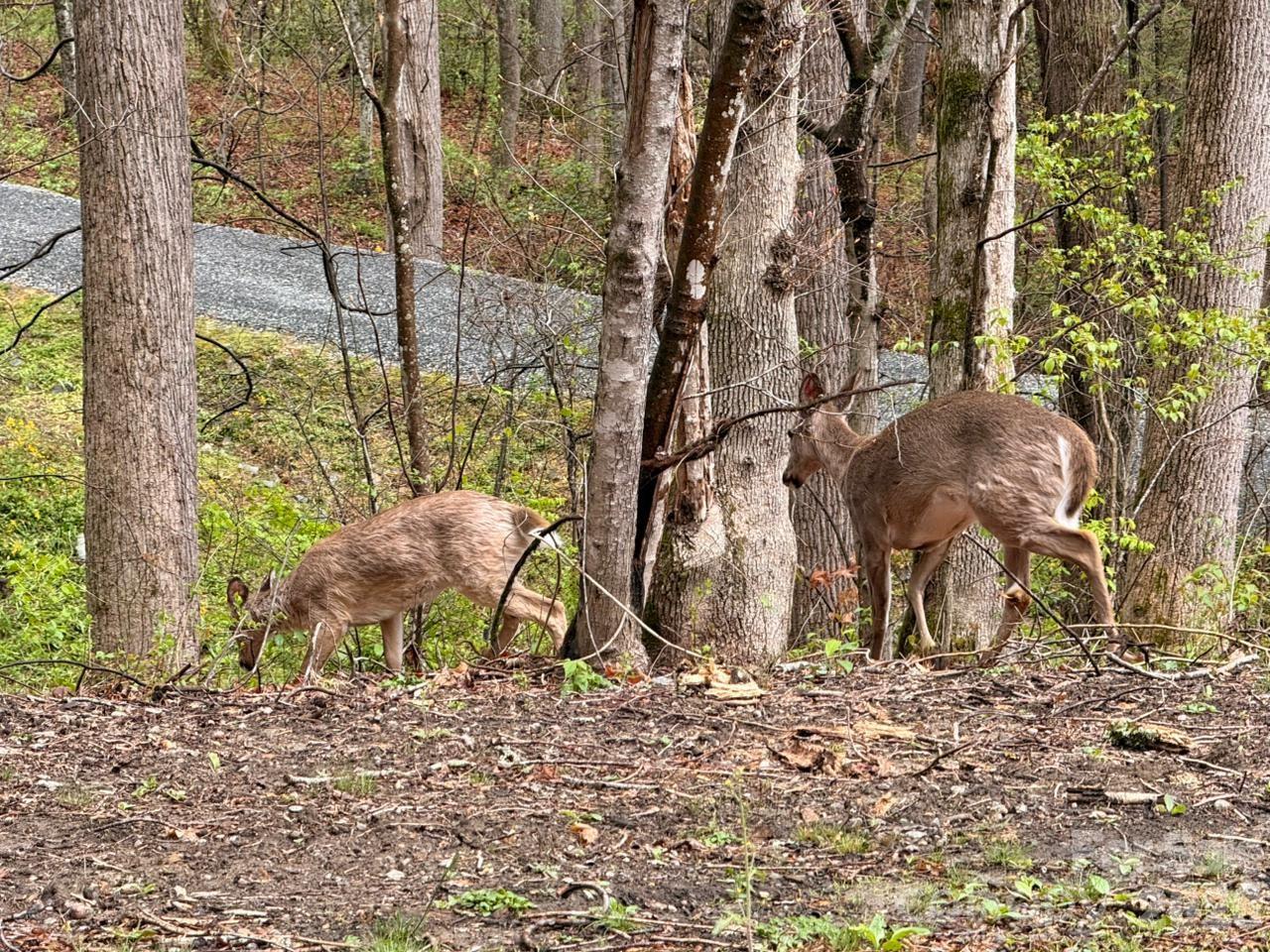 0 Ridgeview Hill Drive Hendersonville, NC 28792 - Photo 20 of 22