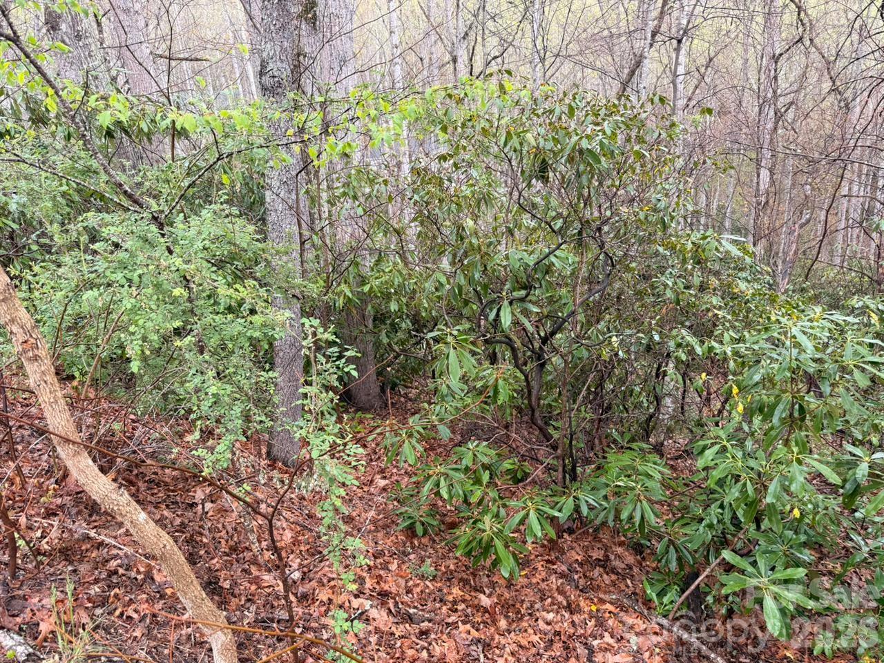 0 Ridgeview Hill Drive Hendersonville, NC 28792 - Photo 5 of 20 a view of a garden with plants