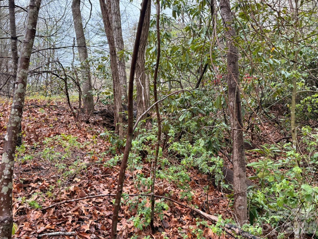 0 Ridgeview Hill Drive Hendersonville, NC 28792 - Photo 7 of 20 a view of forest