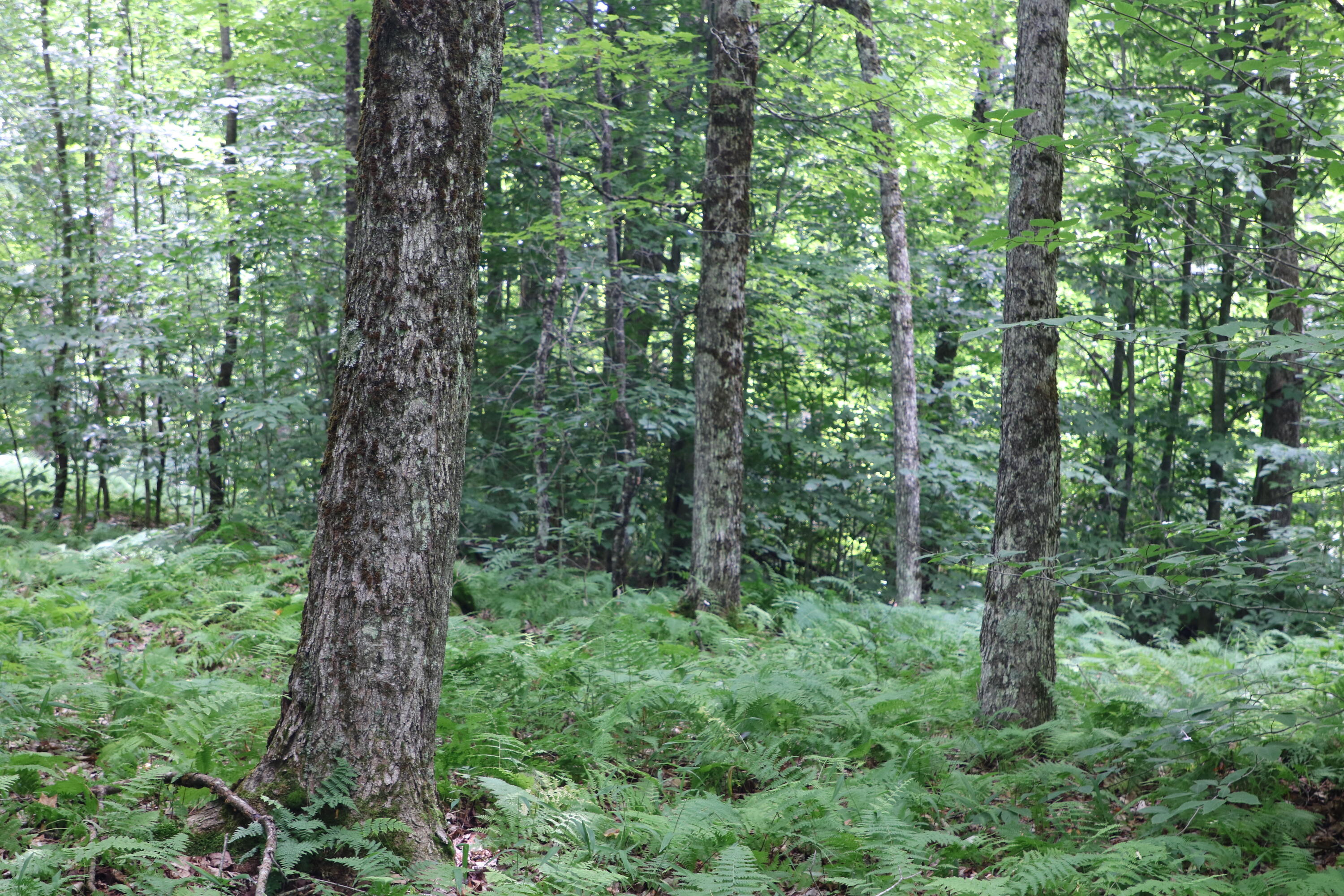 460 Little John Road Colton, NY 13625 - Photo 11 of 14 IMG_4589