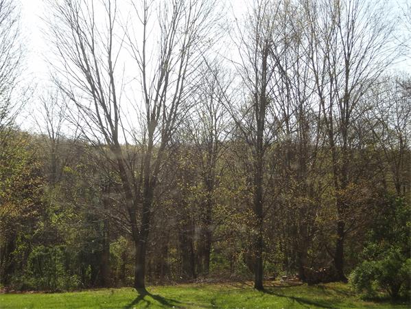 278 Wilbraham Road Hampden, MA 01036 - Photo 12 of 15 Gallery Image 12