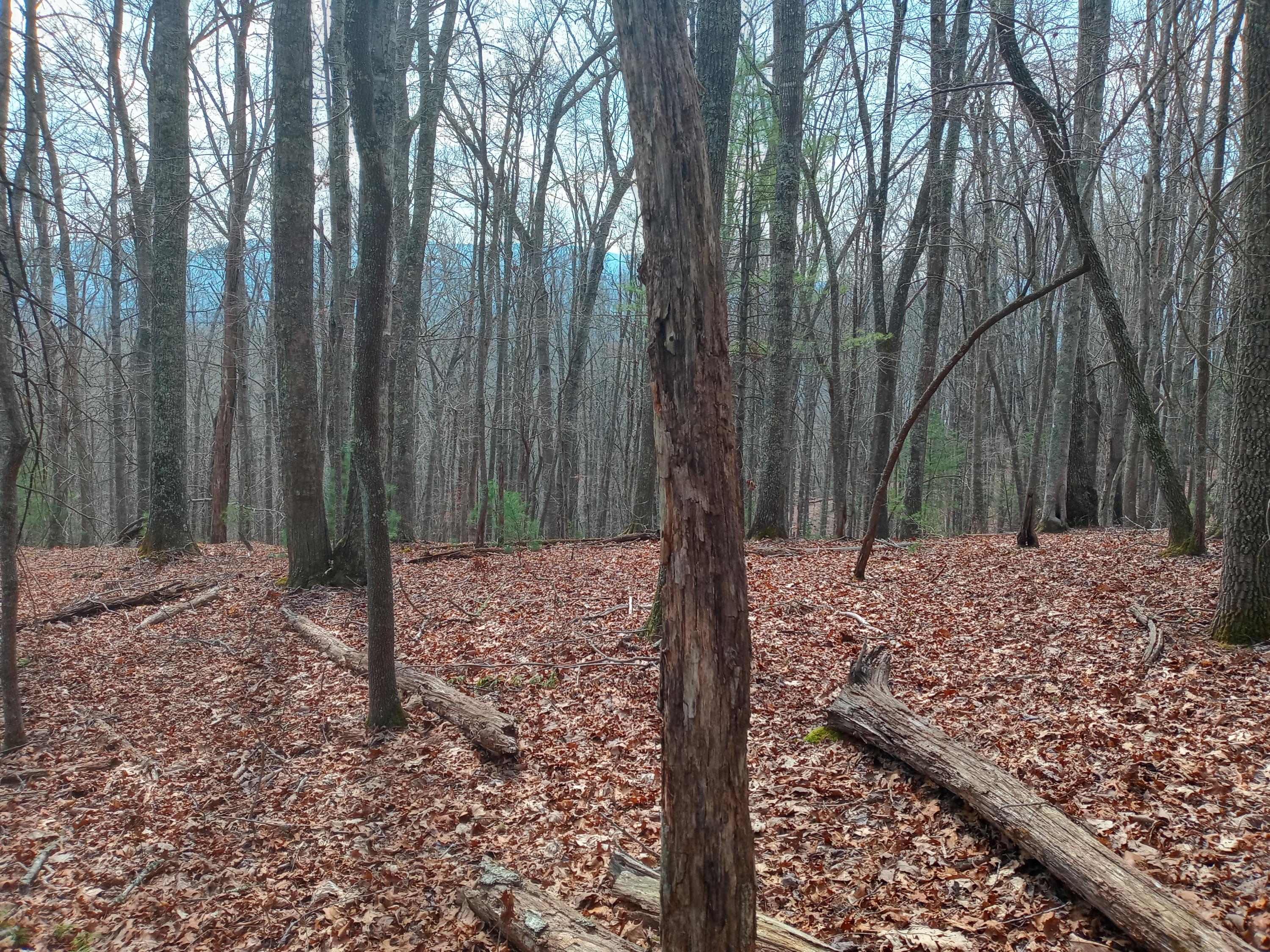Tbd Tbd Mine Ridge Rd Mountain, Unit 15 Mountain City, TN 37683 - Photo 1 of 8 20210408_113721_HDR