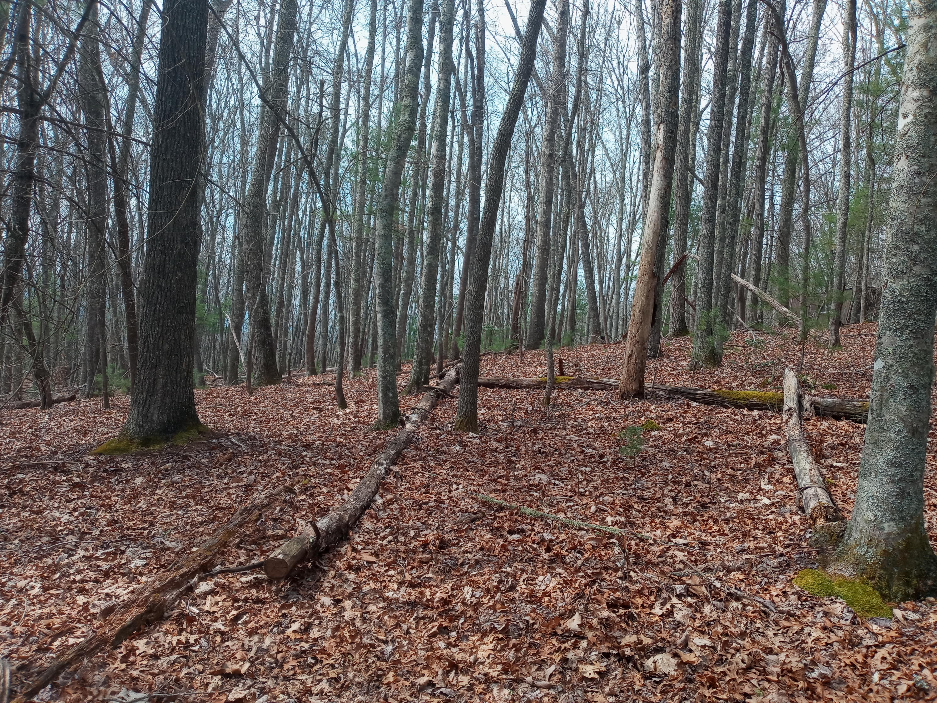Tbd Tbd Mine Ridge Rd Mountain, Unit 15 Mountain City, TN 37683 - Photo 2 of 8 20210408_113715