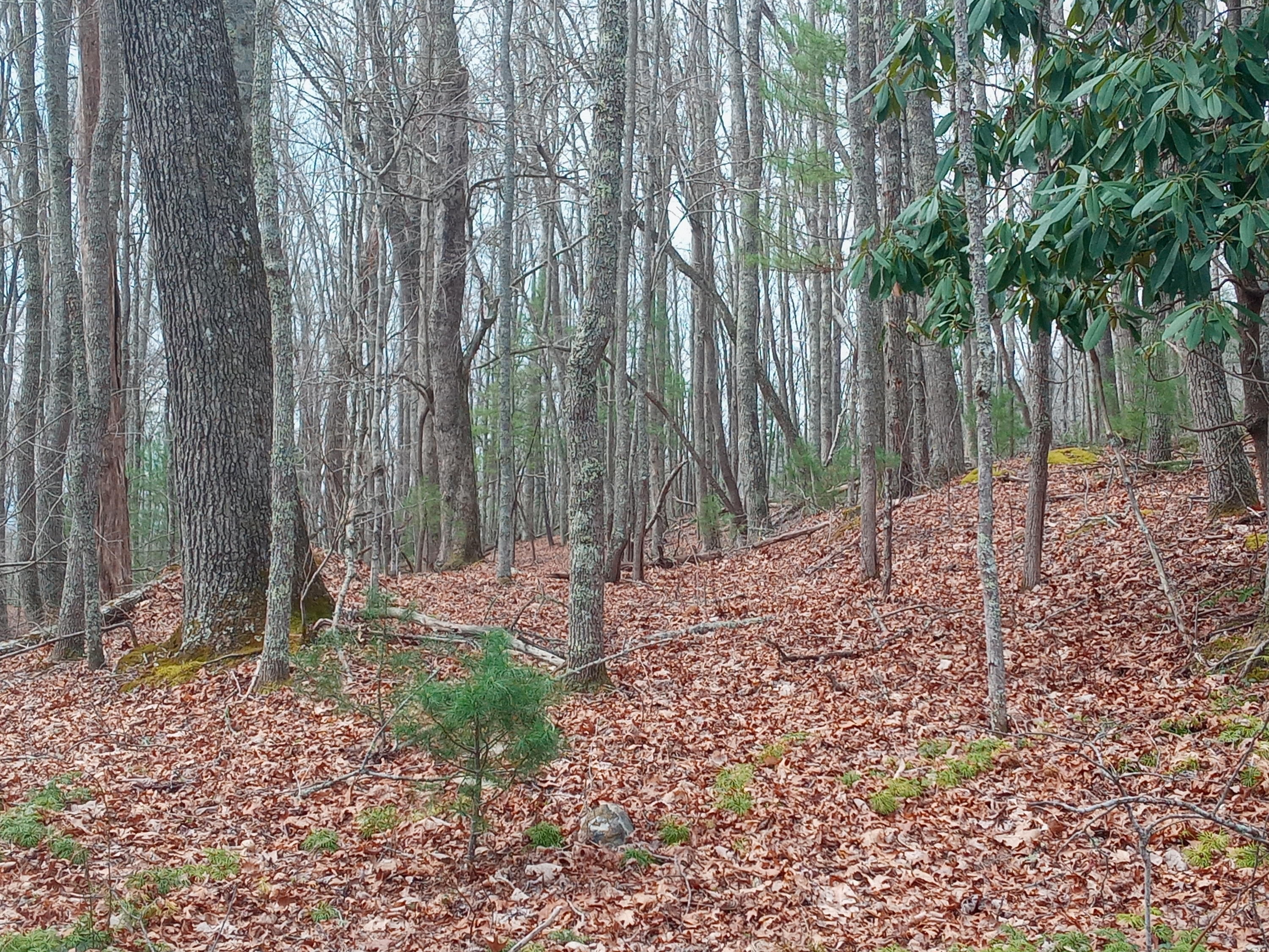 Tbd Tbd Mine Ridge Rd Mountain, Unit 15 Mountain City, TN 37683 - Photo 7 of 8 20210408_113952