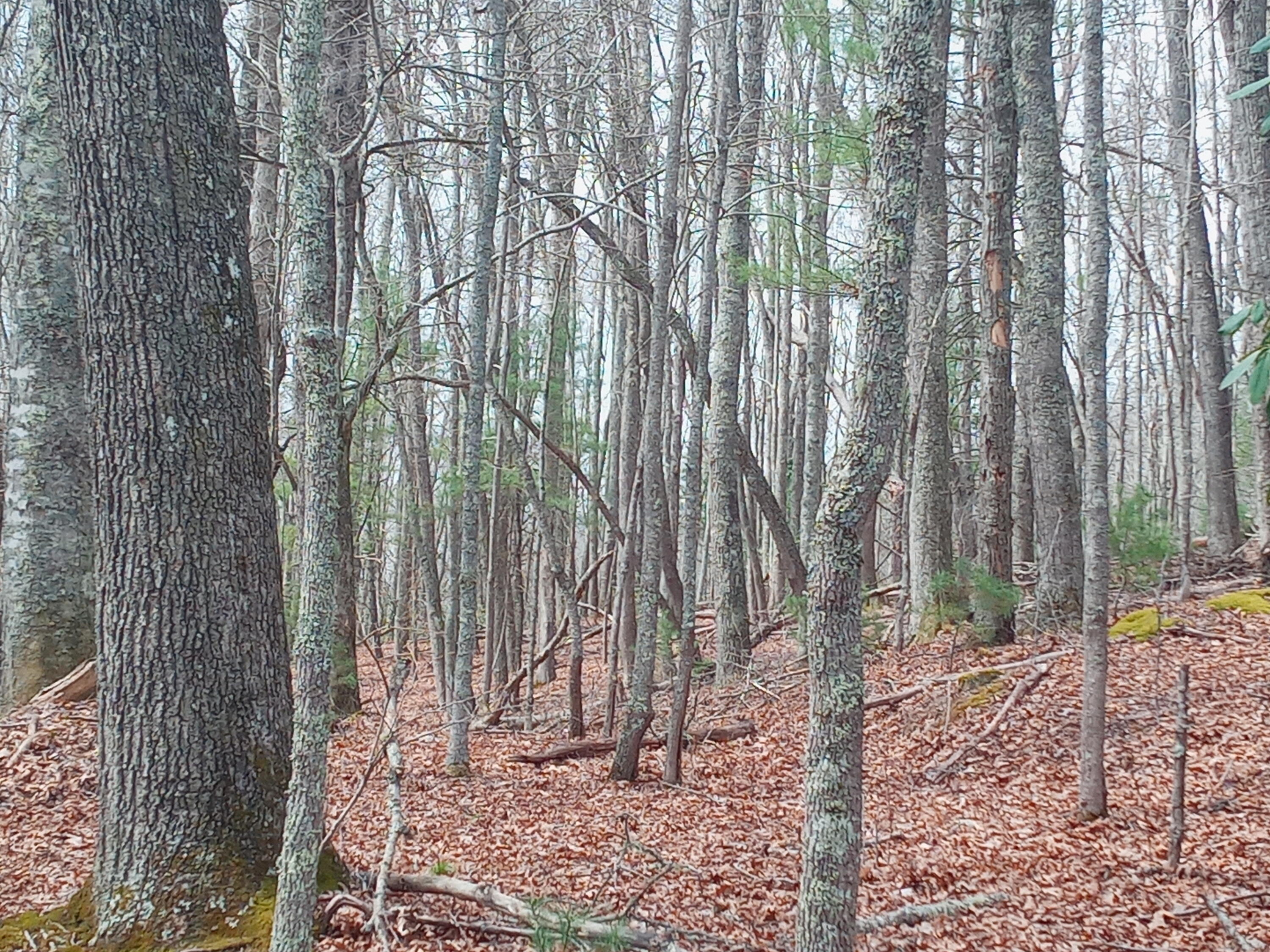 Tbd Tbd Mine Ridge Rd Mountain, Unit 15 Mountain City, TN 37683 - Photo 8 of 8 20210408_114004